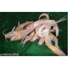 2-3 inch Albino Catfish (Qty of 12)
